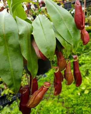 Common swamp pitcher-plant(Nepenthes mirabilis)