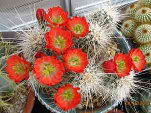 Scarlet hedgehog cactus(Echinocereus coccineus)