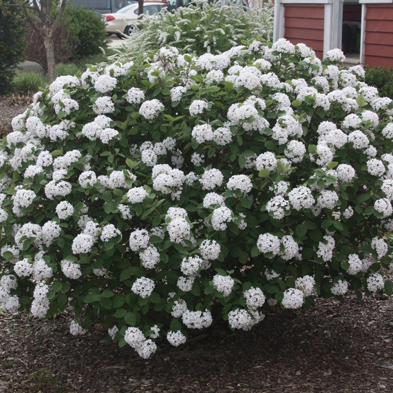 Koreanspice viburnum