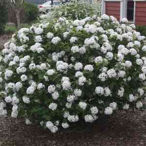 Koreanspice viburnum(Viburnum carlesii)