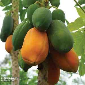 Papaya(Carica papaya)