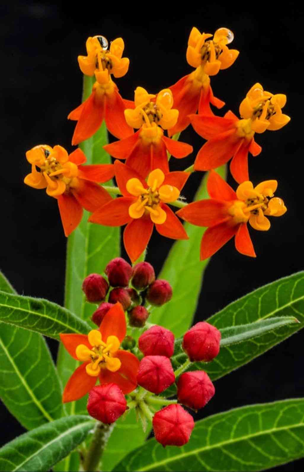 Bloodflower(Asclepias curassavica)