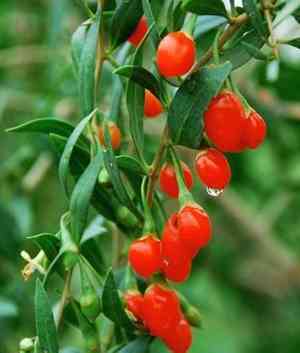 Chinese wolfberry(Lycium barbarum)