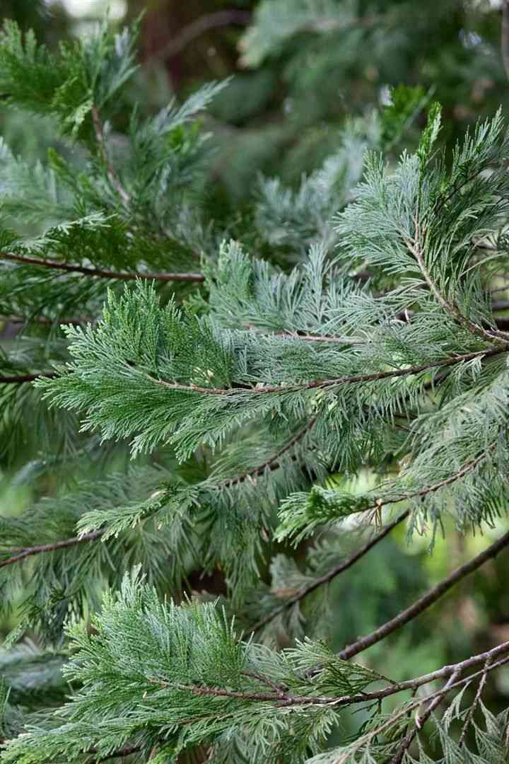 Incense cedar(Calocedrus decurrens)