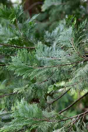 Incense cedar(Calocedrus decurrens)