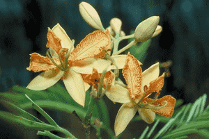 Tamarind(Tamarindus indica)