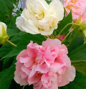 Confederate rose(Hibiscus mutabilis)