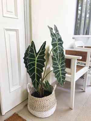 Alocasia sanderiana(Alocasia sanderiana)