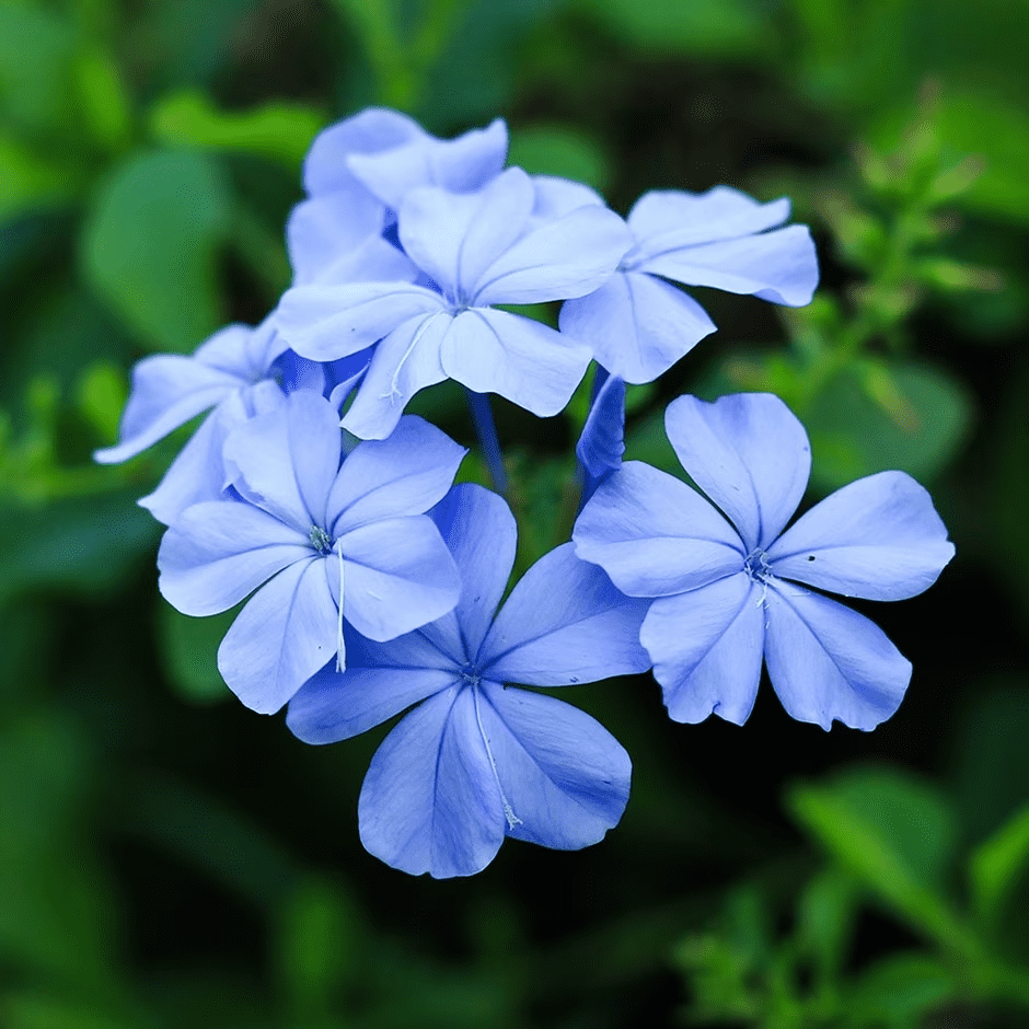 Cape leadwort
