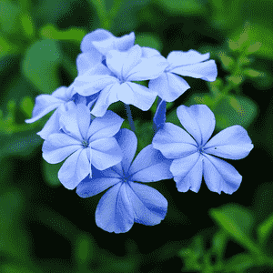 Cape leadwort(Plumbago auriculata)