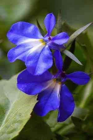 Edging lobelia(Lobelia erinus)