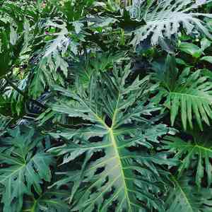 Selloum(Philodendron bipinnatifidum)
