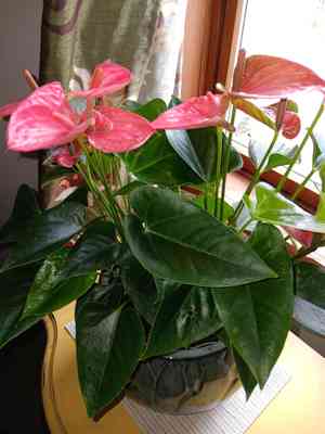 Pigtail anthurium(Anthurium scherzerianum)