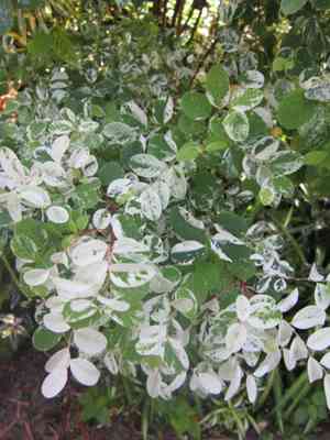 Snowbush(Breynia disticha)