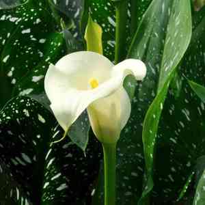 Calla lily(Zantedeschia albomaculata)