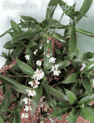 Basket plant(Callisia fragrans)