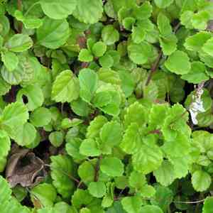 Swedish ivy(Plectranthus verticillatus)