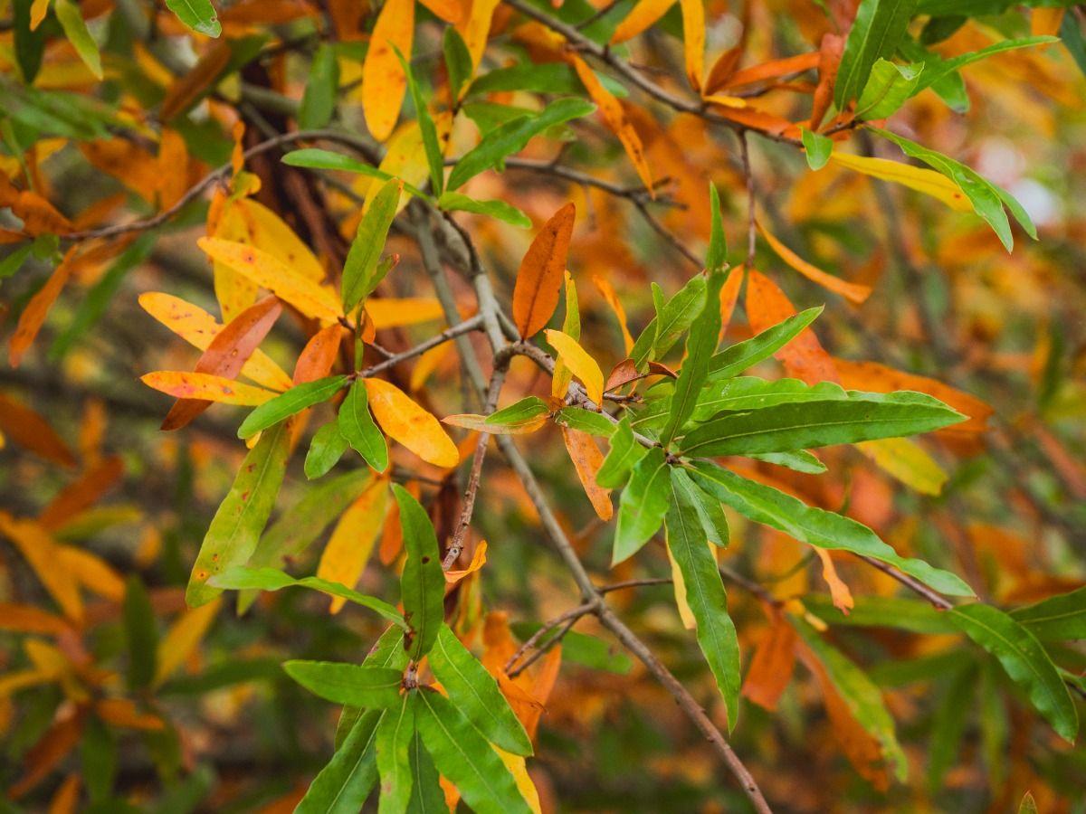 Willow oak