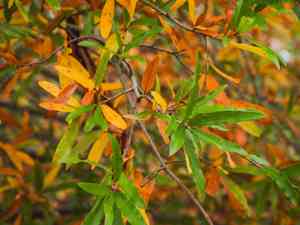 Willow oak(Quercus phellos)
