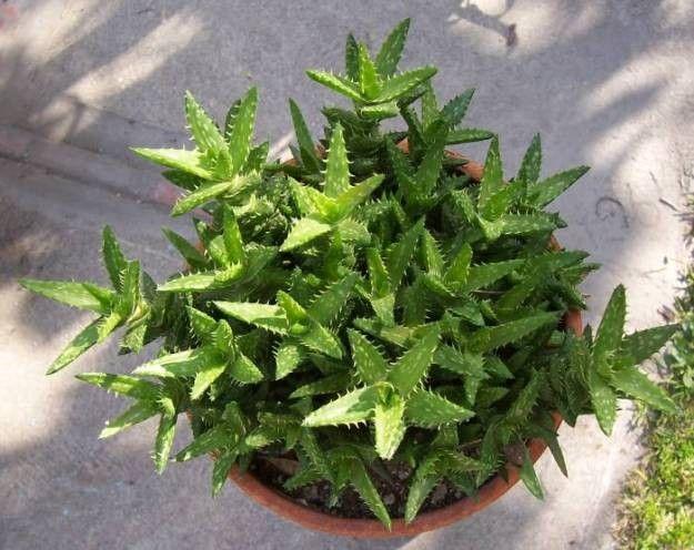 Tiger tooth aloe