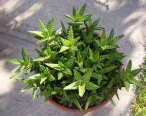 Tiger tooth aloe(Aloe juvenna)