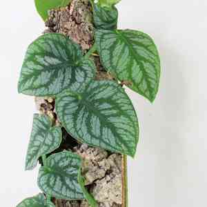 Monstera dubia(Monstera dubia)