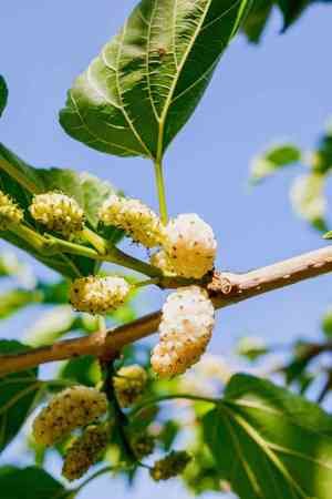 Mulberry(Morus alba)