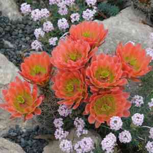 Scarlet hedgehog cactus(Echinocereus coccineus)