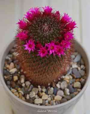 Spiny pincushion cactus(Mammillaria spinosissima)