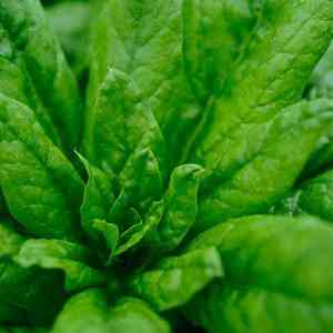Spinach(Spinacia oleracea)