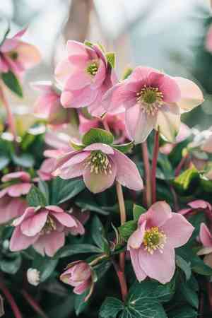 Lenten rose(Helleborus orientalis)