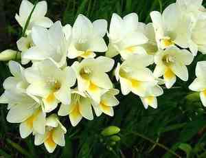 Common freesia(Freesia refracta)