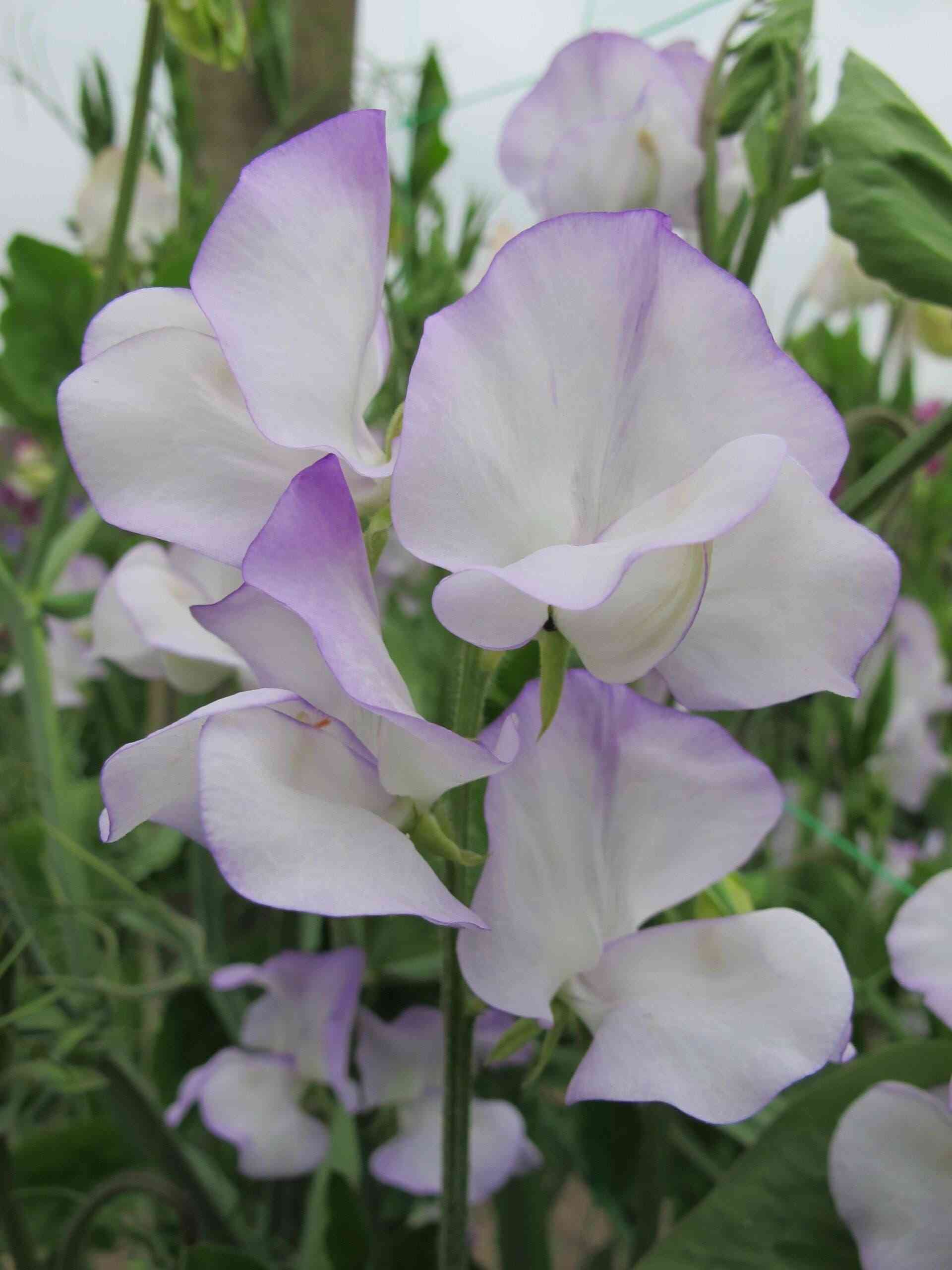 Sweet pea(Lathyrus odoratus)