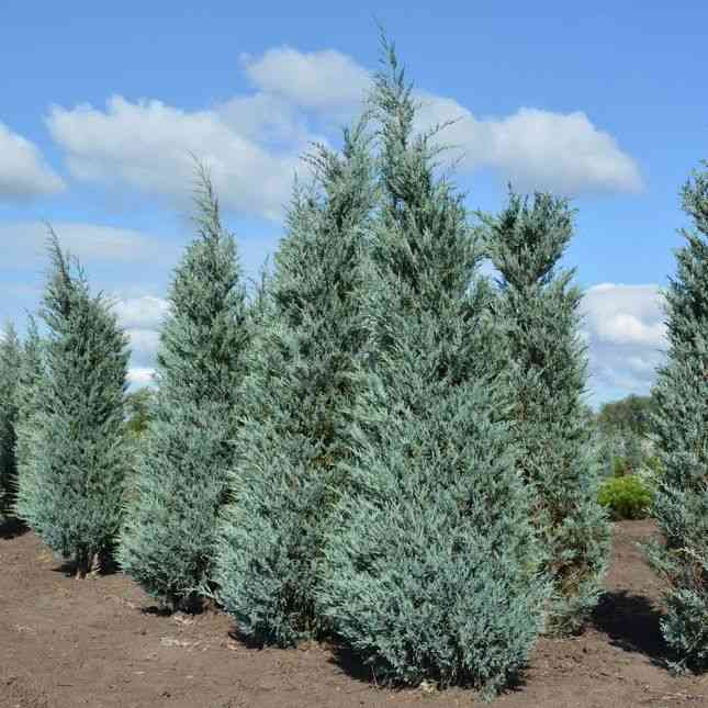 Rocky mountain juniper(Juniperus scopulorum)