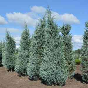 Rocky mountain juniper(Juniperus scopulorum)