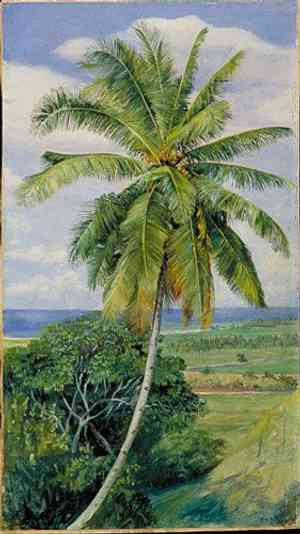 Common coconut palm(Cocos nucifera)