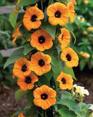 Black-eyed susan vine(Thunbergia alata)