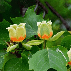 Tulip poplar(Liriodendron tulipifera)