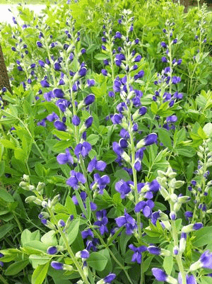 Blue wild indigo(Baptisia australis)