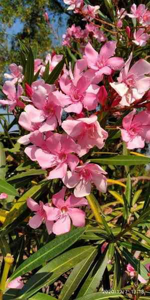Oleander(Nerium oleander)