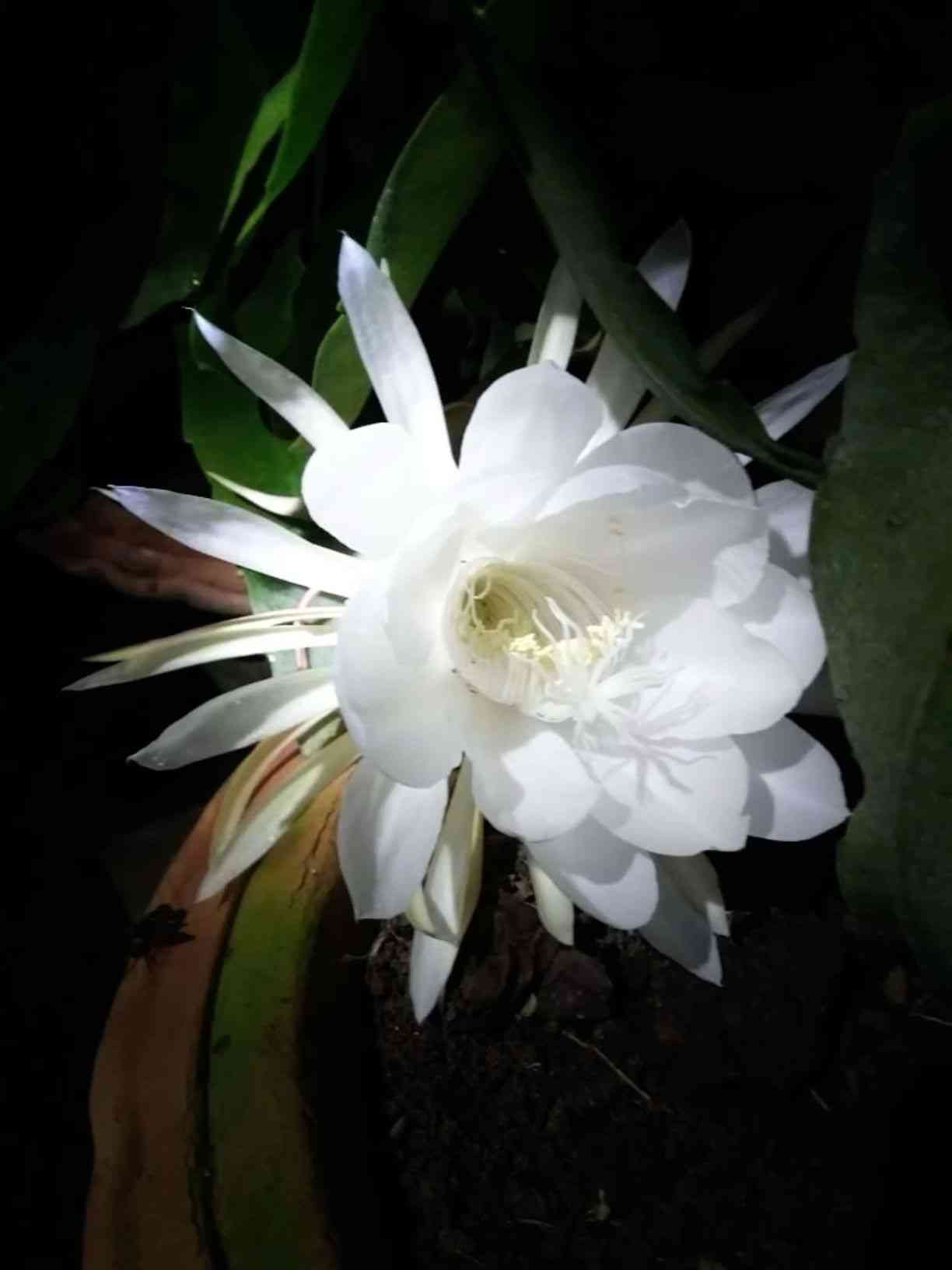 Queen of the night(Epiphyllum oxypetalum)