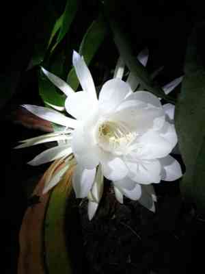 Queen of the night(Epiphyllum oxypetalum)