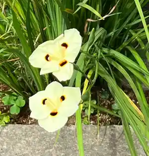 Fortnight lily(Dietes bicolor)