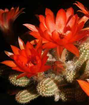 Chamaecereus silvestrii(Chamaecereus silvestrii)