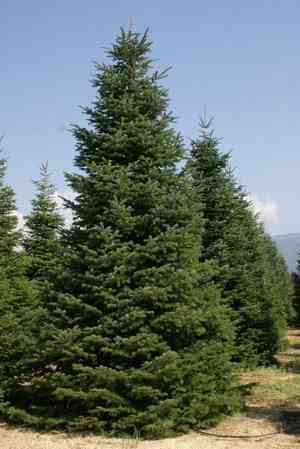Caucasian fir(Abies nordmanniana)