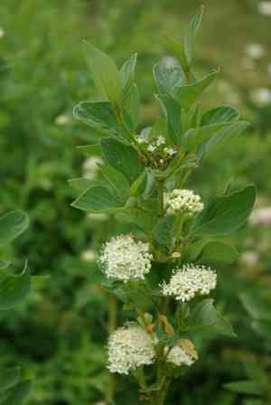 Red osier dogwood(Cornus sericea)
