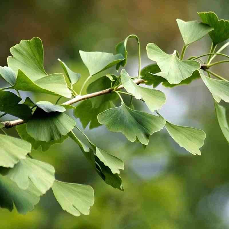 Maidenhair tree(Ginkgo biloba)
