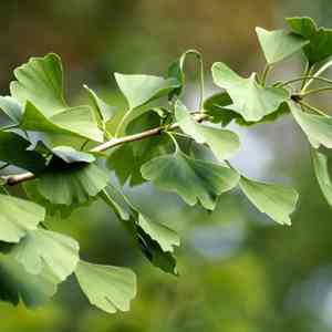 Maidenhair tree(Ginkgo biloba)