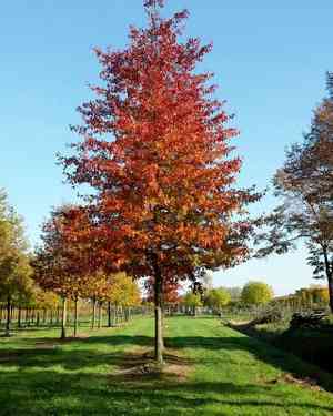 Pin oak(Quercus palustris)