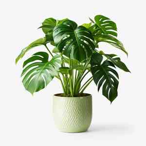 Swiss cheese plant(Monstera deliciosa)